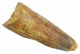 Juvenile Fossil Spinosaurus Tooth - Real Dinosaur Tooth #354826-1
